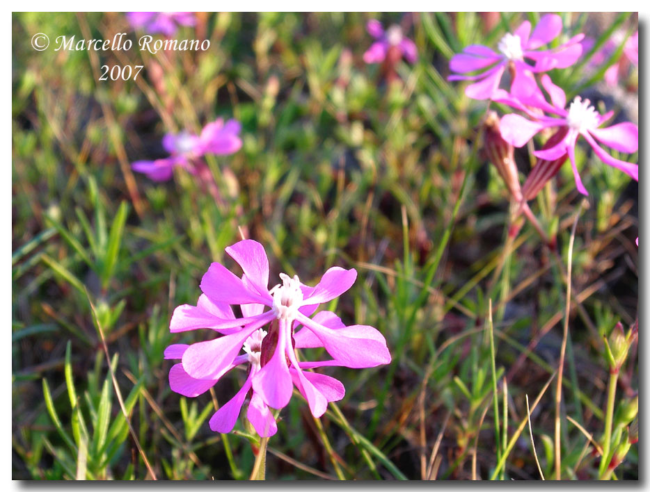 Silene colorata / Silene colorata